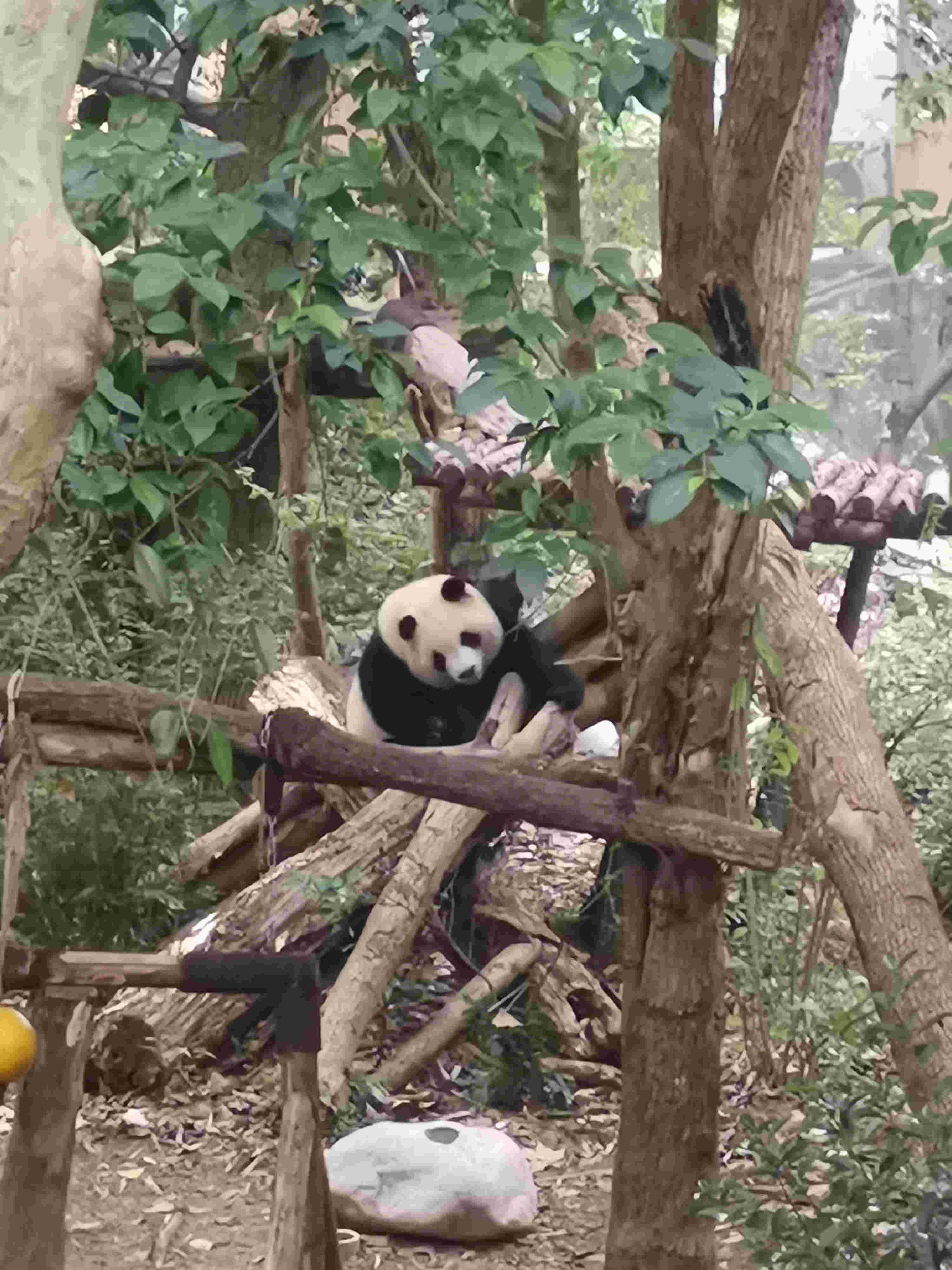 熊猫基地
