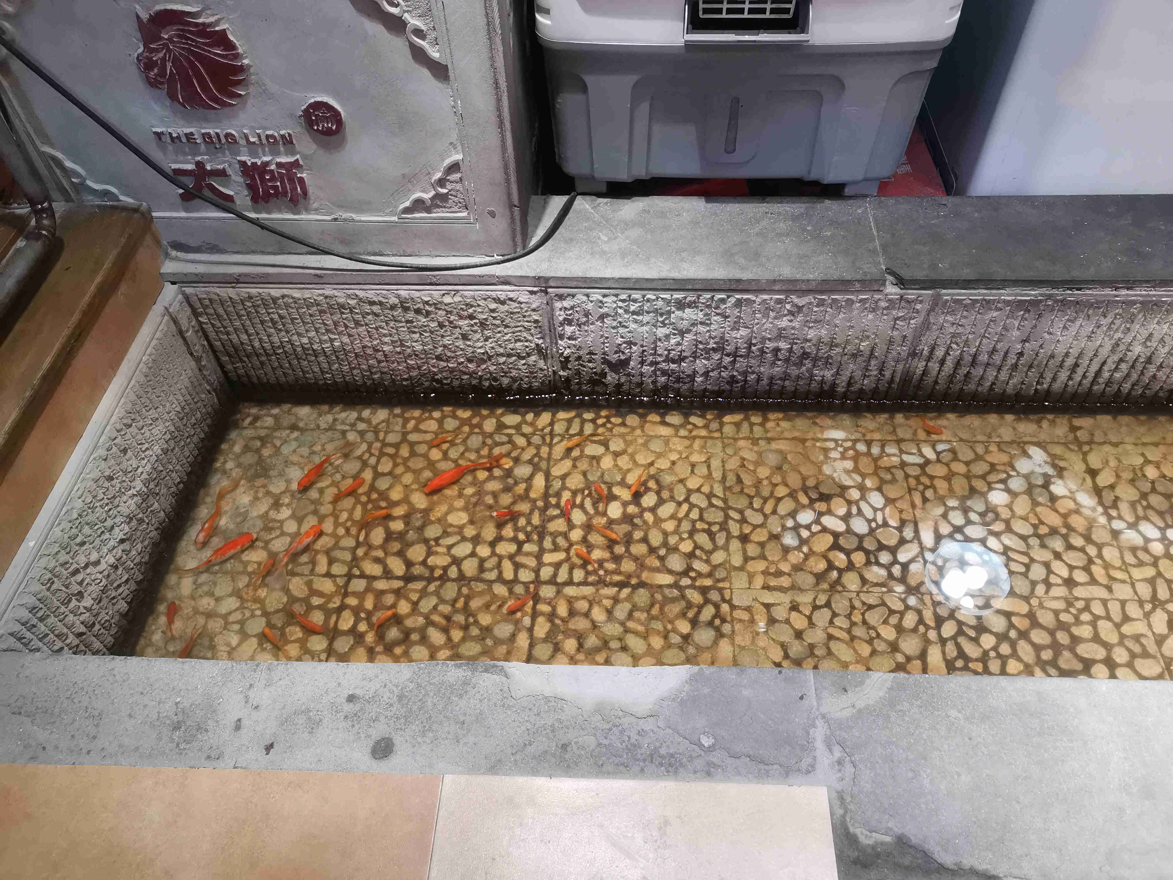 旁边养着小金鱼