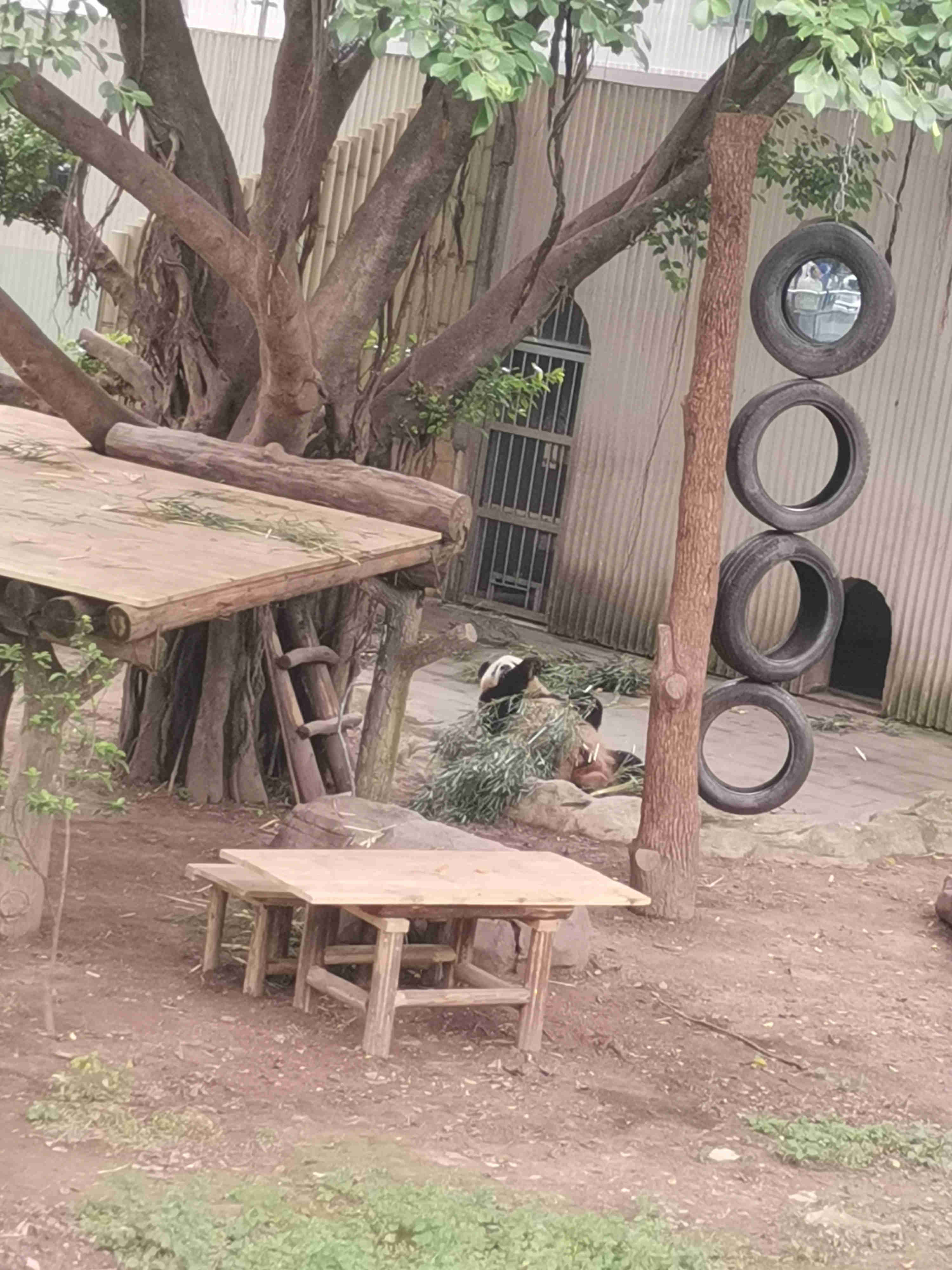 玩竹子的大熊猫