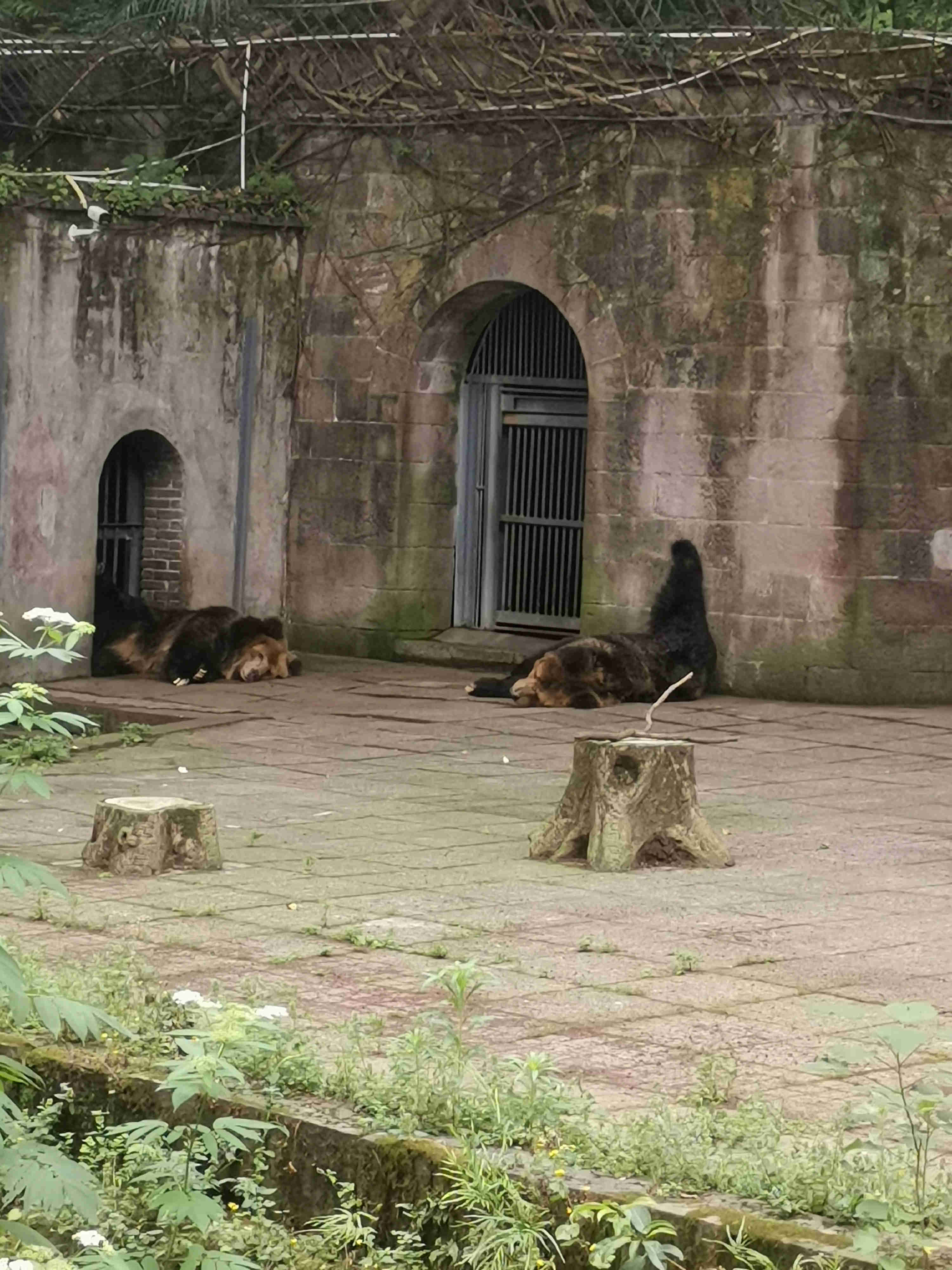 两只热得快要融化的熊