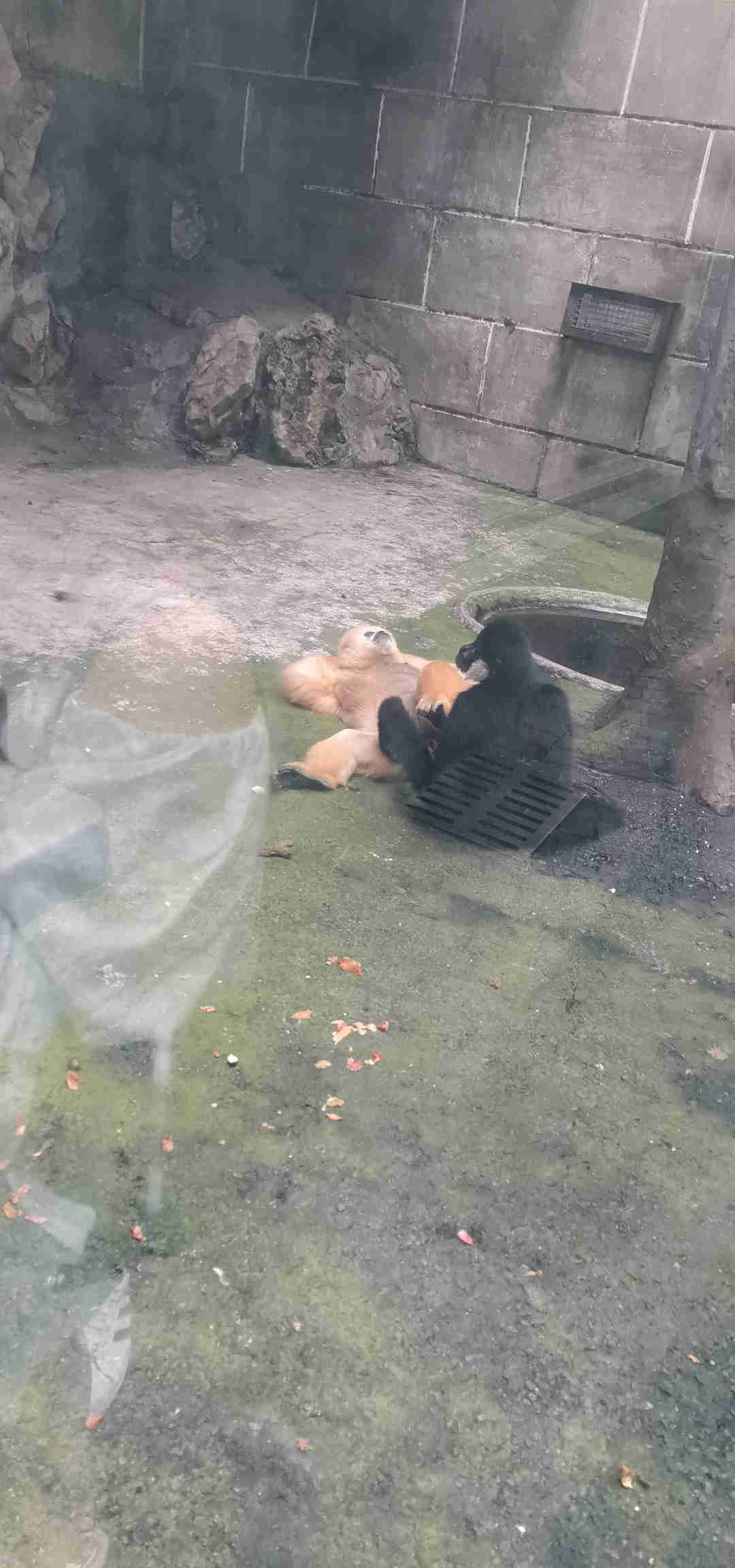 躺平的金猴和躺不平的黑猴